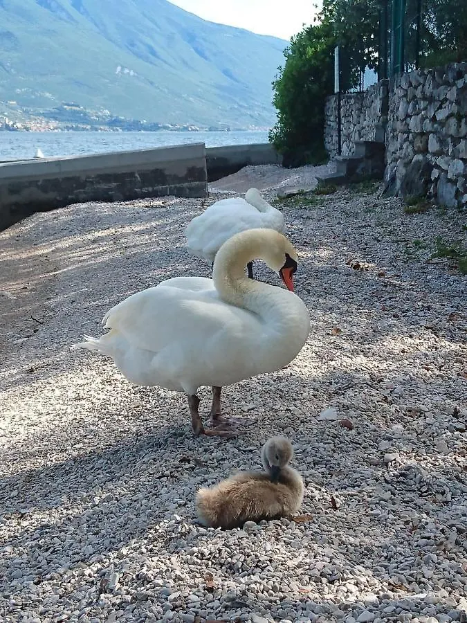 Hotel Astor Limone sul Garda Italia